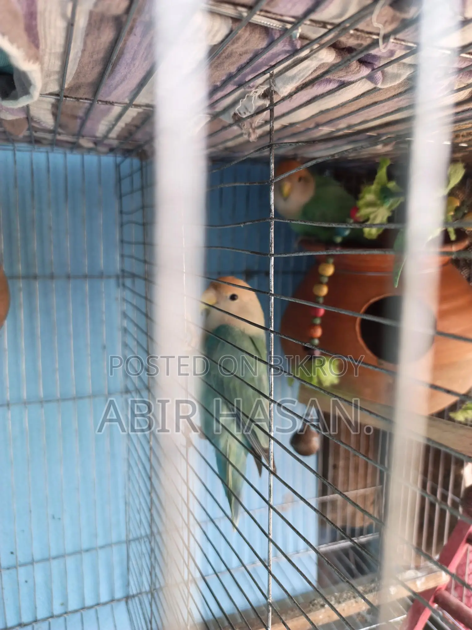 Lovebird Sell