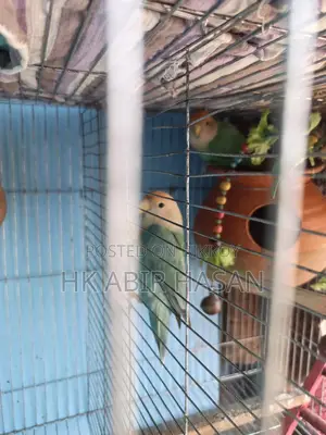 Lovebird Sell
