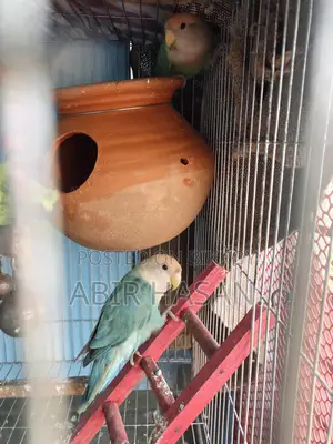 Lovebird Sell