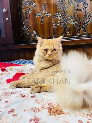 Persian Cat