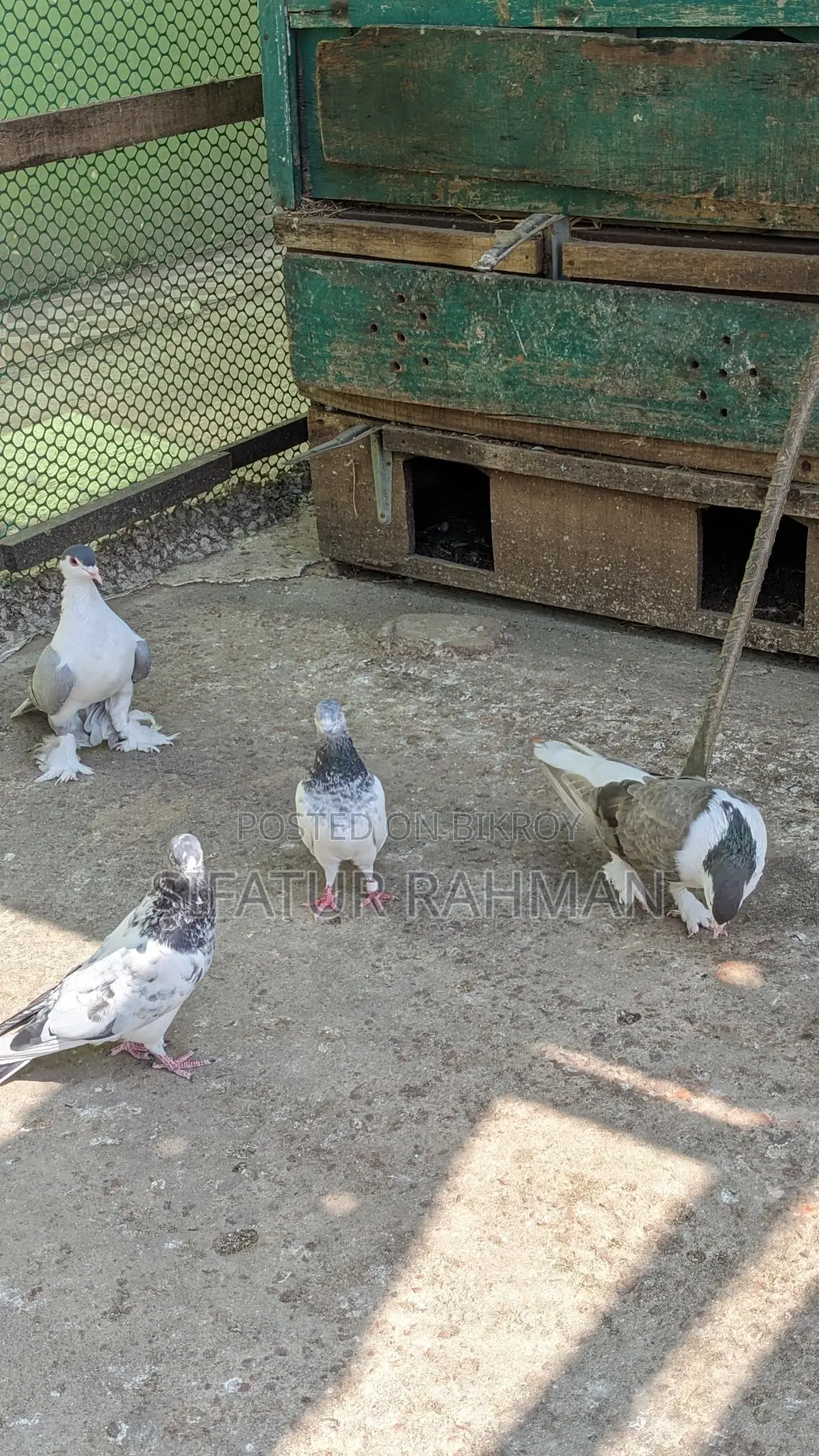 কবুতর বিক্রি করা হবে