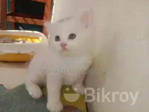 ফুল পার্সিয়ান বিড়াল (পুরুষ ও স্ত্রী)