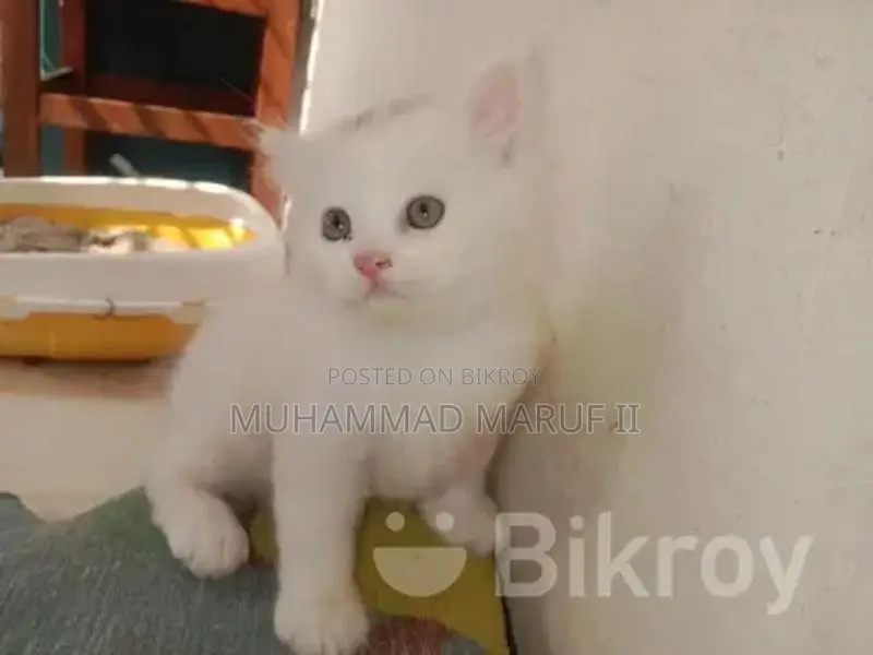 Full Parsian Cat Male and Female