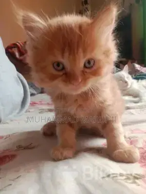 Full Parsian Cat Male and Female