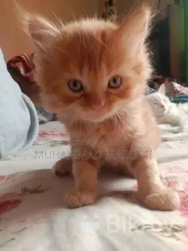 Full Parsian Cat Male and Female