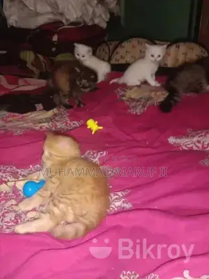 Full Parsian Cat Male and Female