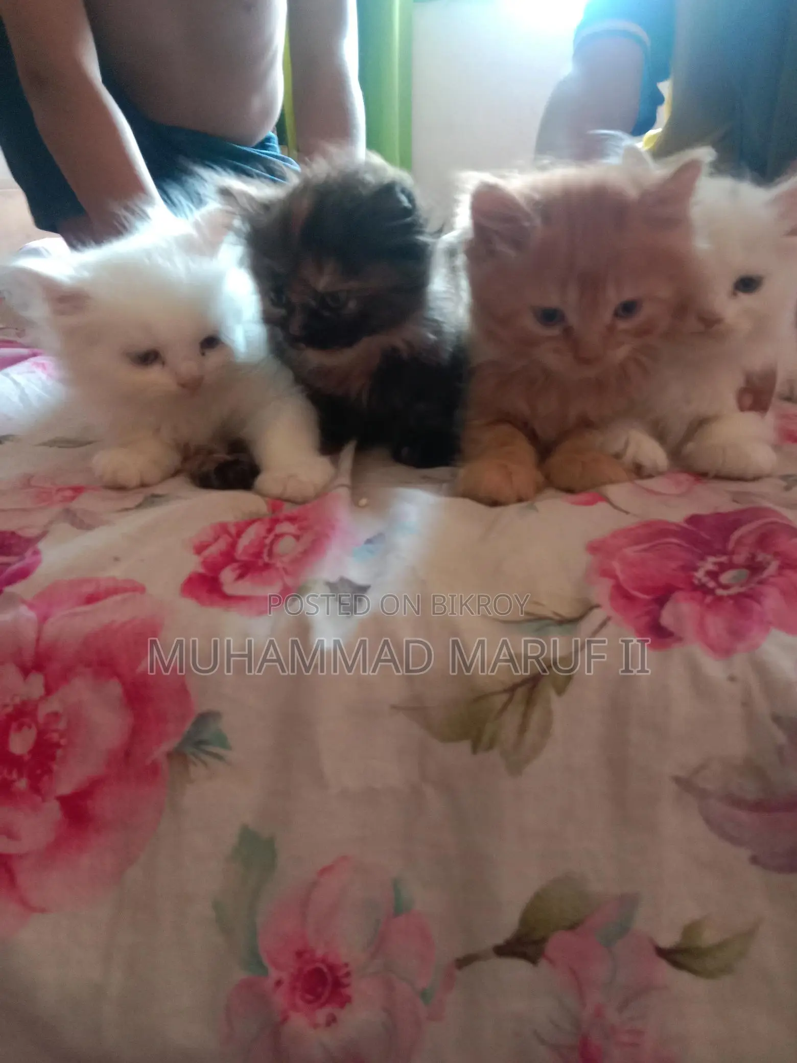 Full Parsian Cat Male and Female