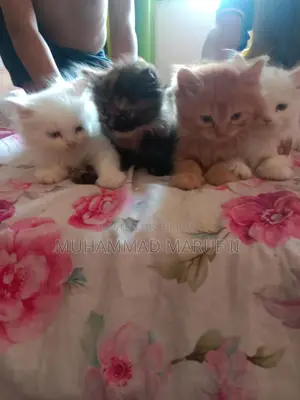 Full Parsian Cat Male and Female