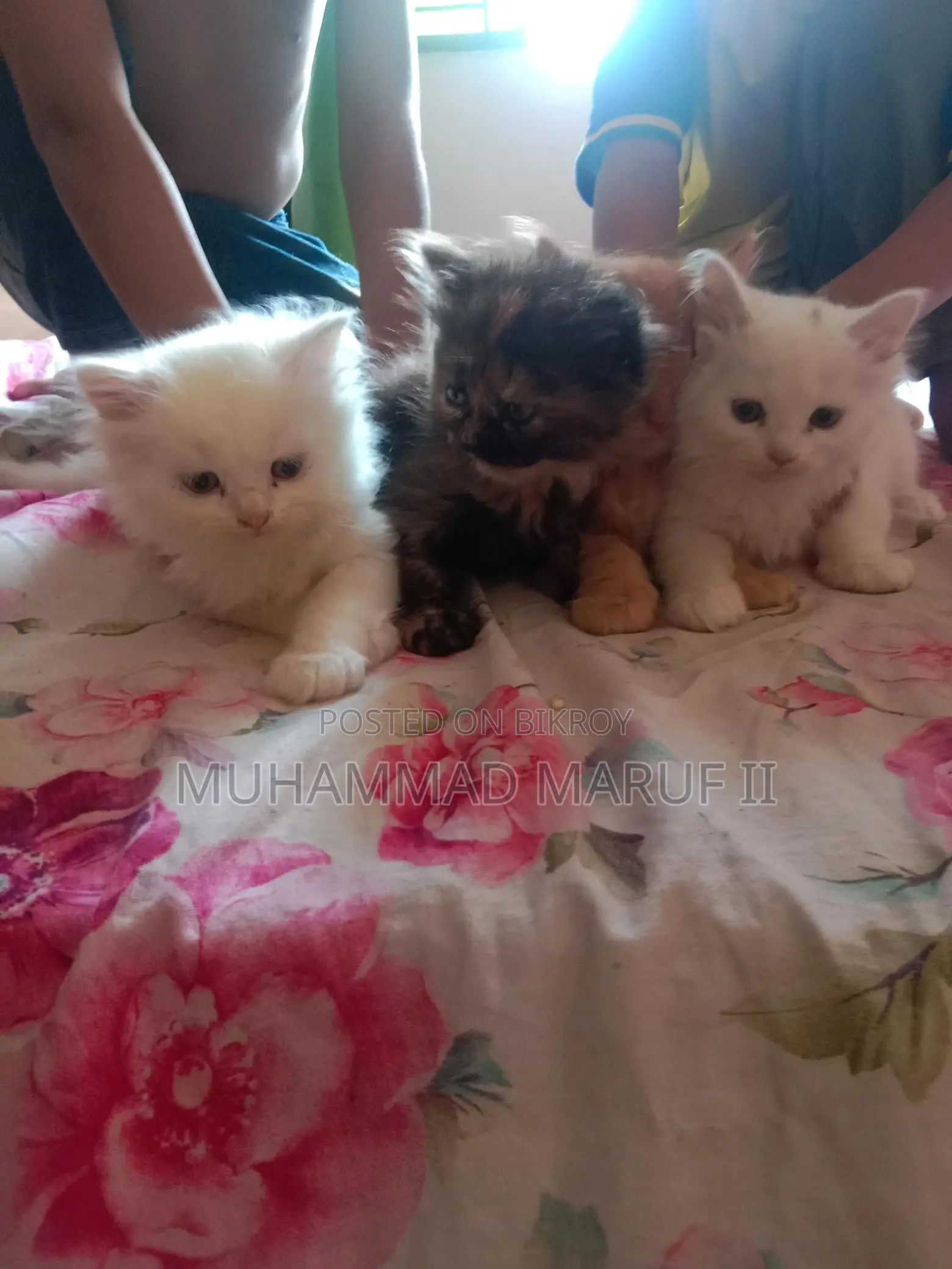 Full Parsian Cat Male and Female