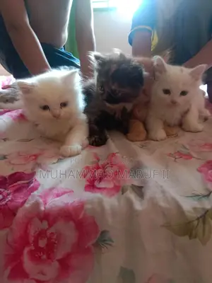 Full Parsian Cat Male and Female