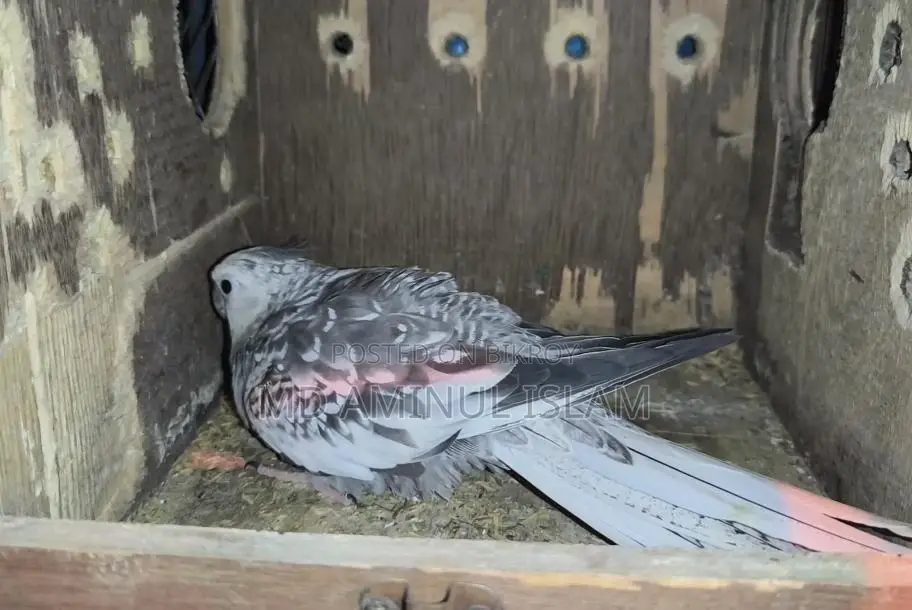 Cockatiel Master Pair