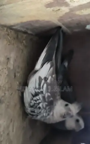 Cockatiel Master Pair
