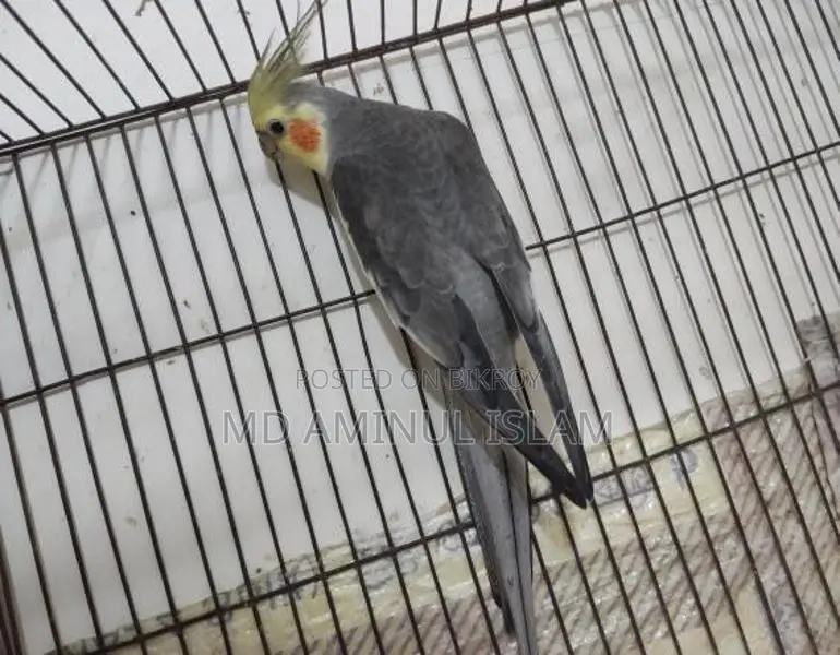 Cockatiel New Adult Male