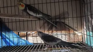 Cockatiel New Adult Male