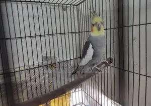 Cockatiel New Adult Male