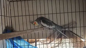 Cockatiel New Adult Male