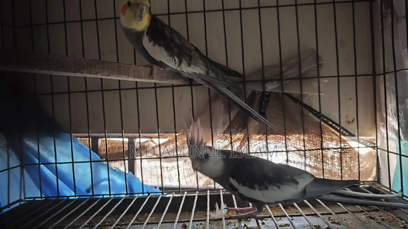 Cockatiel New Adult Male