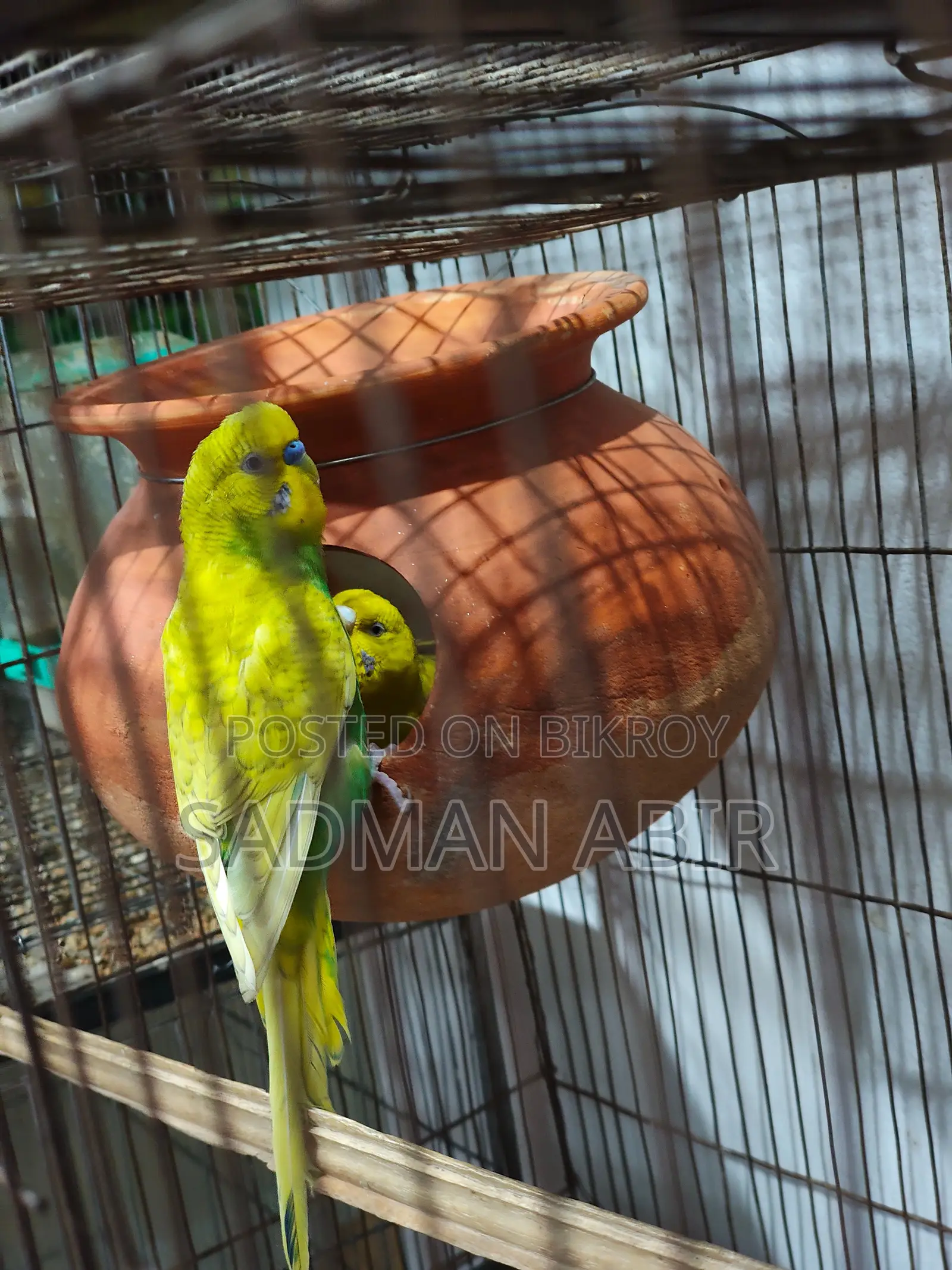Running Bujrika/ ডিম সহ