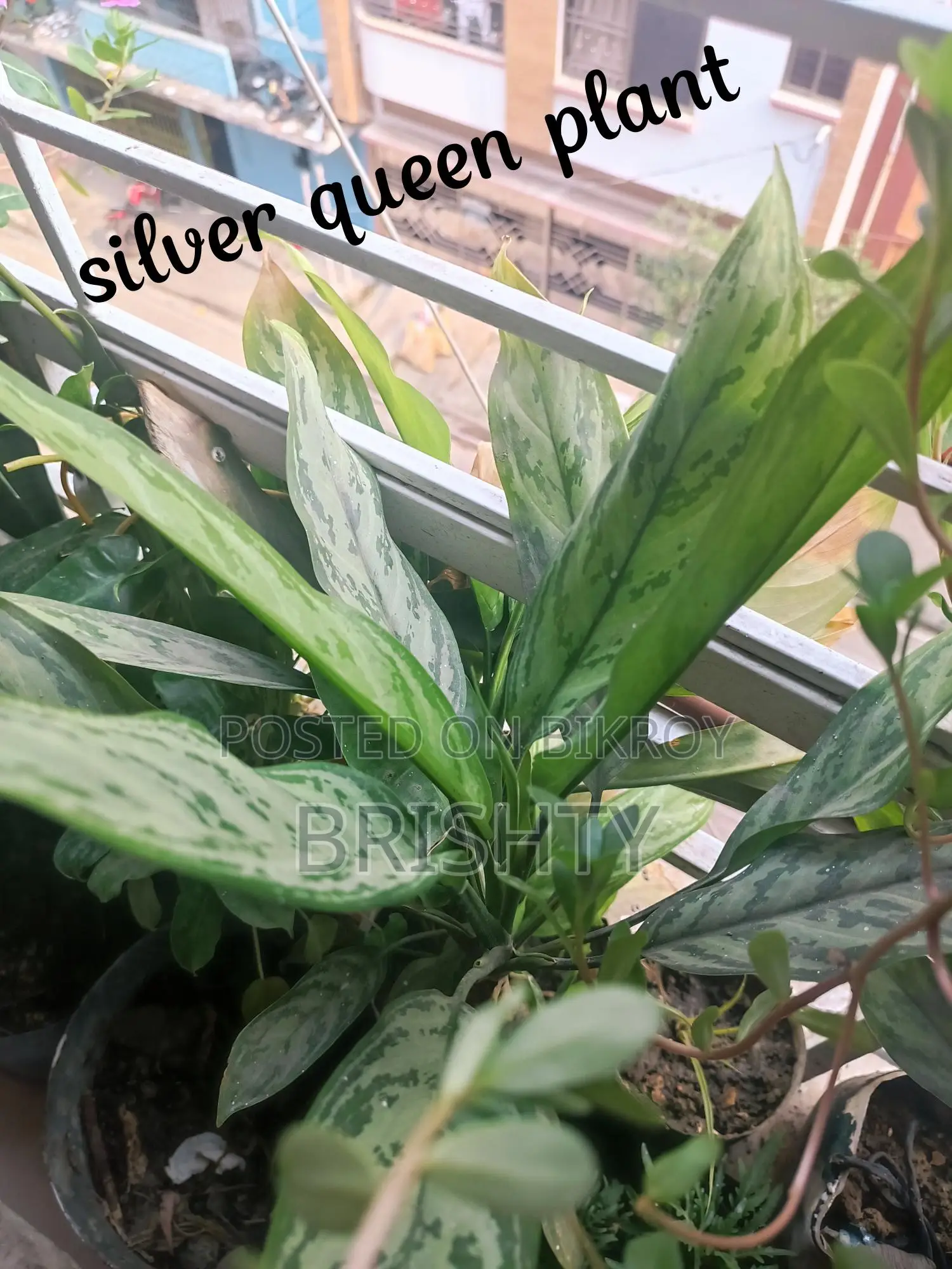 Five Plants
