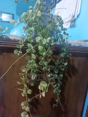Five Plants