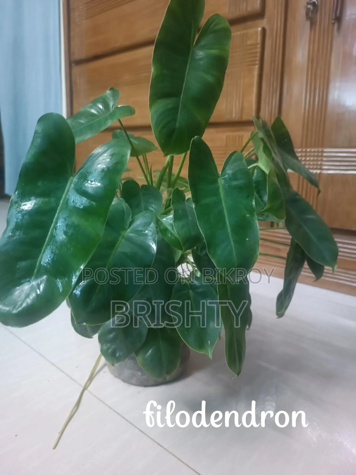 Five Plants