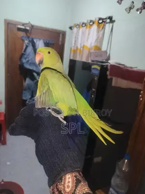 Indian Ringneck Parrot