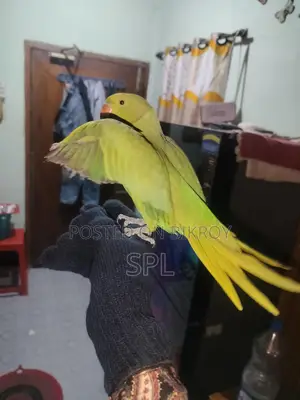 Indian Ringneck Parrot