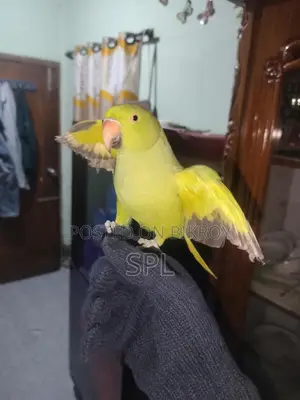 Indian Ringneck Parrot
