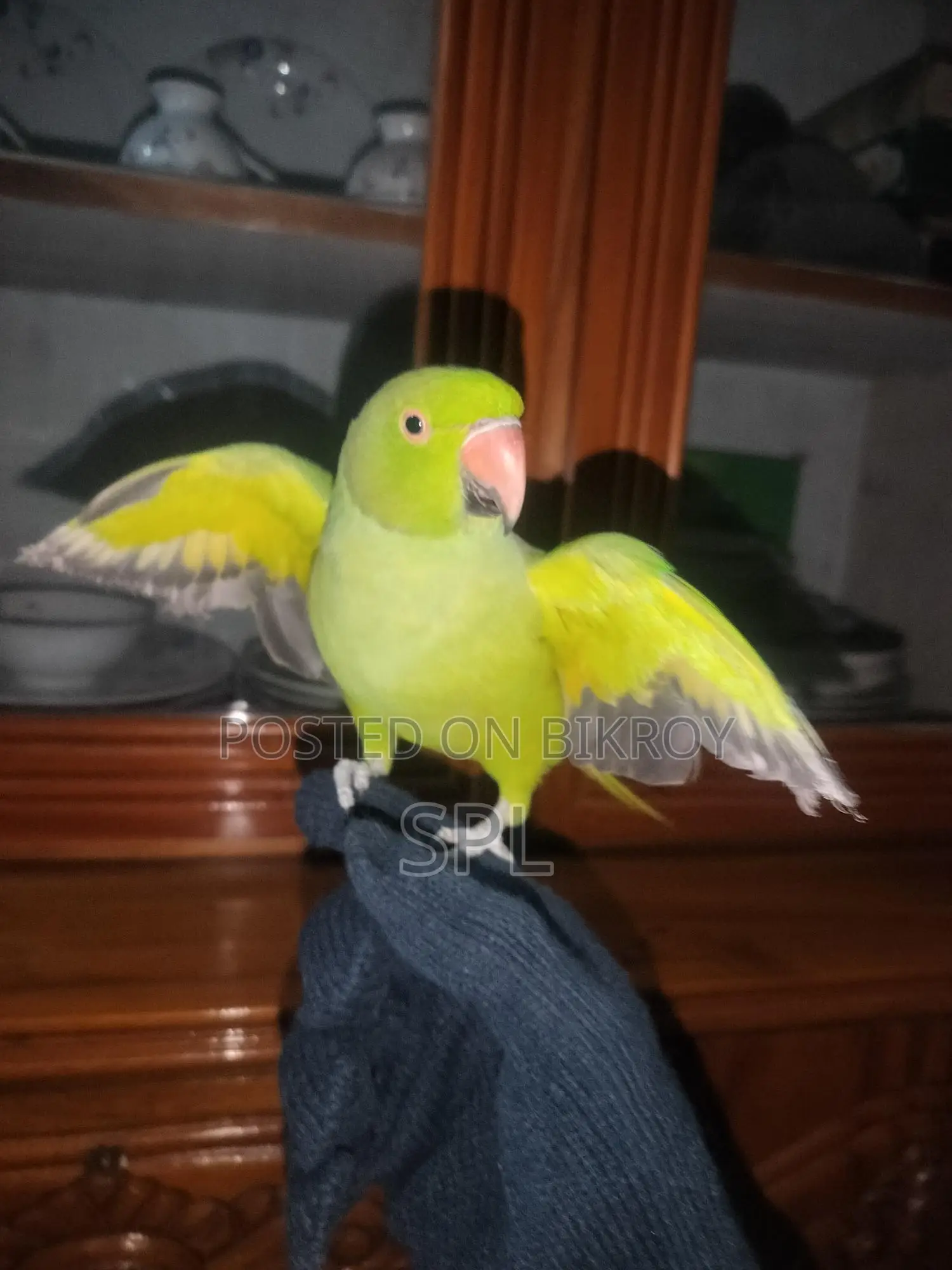 Indian Ringneck Parrot