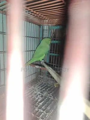 Indian Ringneck Parrot