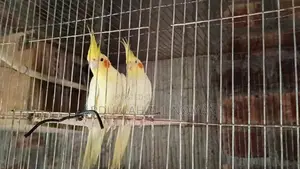 Master Pair Cockatiel