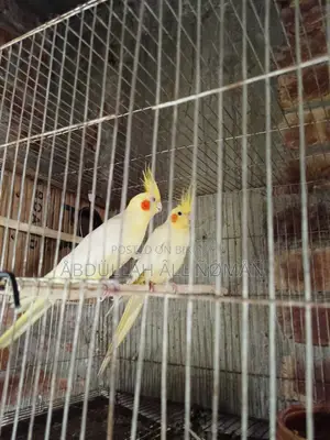 Master Pair Cockatiel