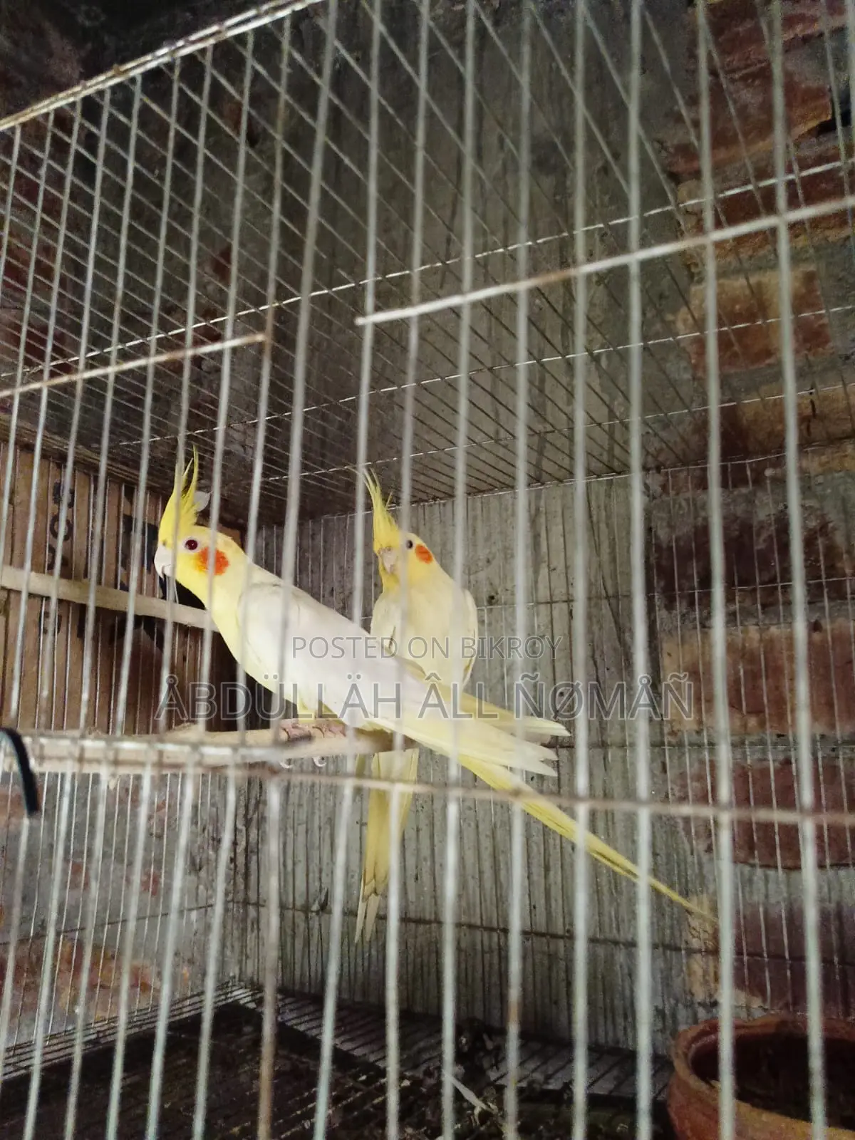 Master Pair Cockatiel