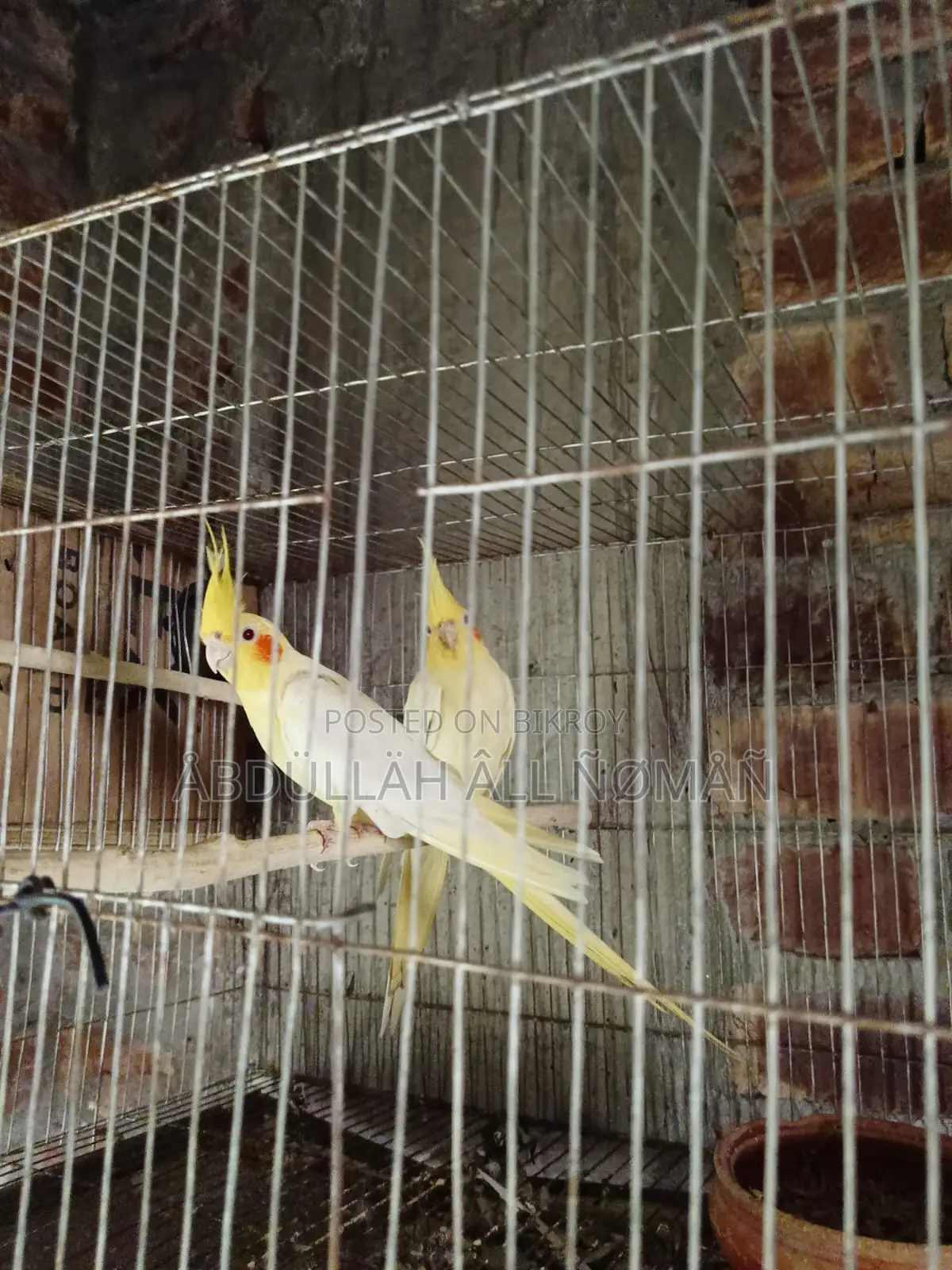 Master Pair Cockatiel