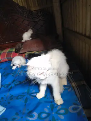 Selling five cats
