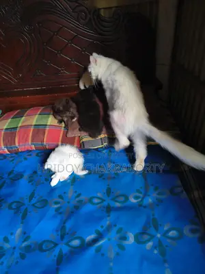 Selling five cats