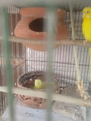 লুটিনো রানিং পেয়ার ২ টা বেবি সহ