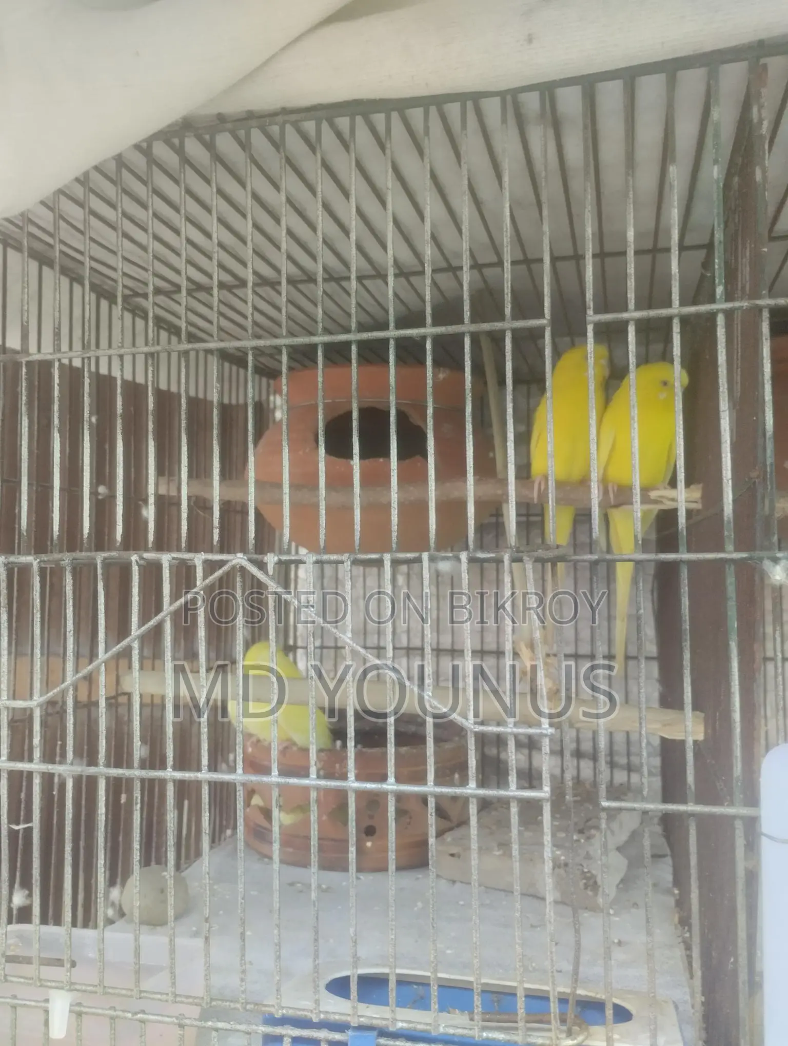 Lutino Breeding Pair with 2 Babies