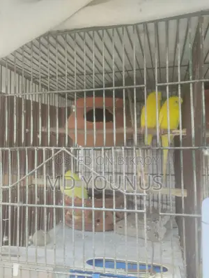 Lutino Breeding Pair with 2 Babies
