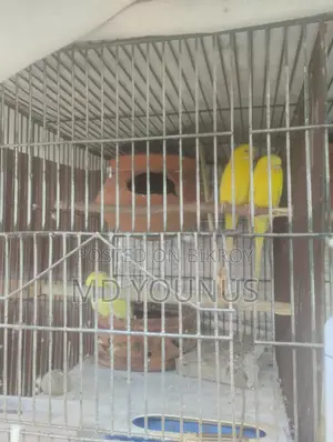 Lutino Breeding Pair with 2 Babies