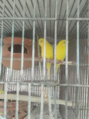 Lutino Breeding Pair with 2 Babies