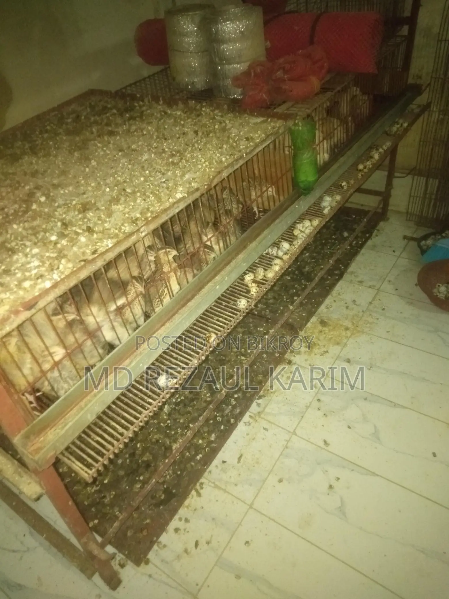 Quail Birds
