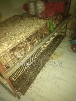 Quail Birds