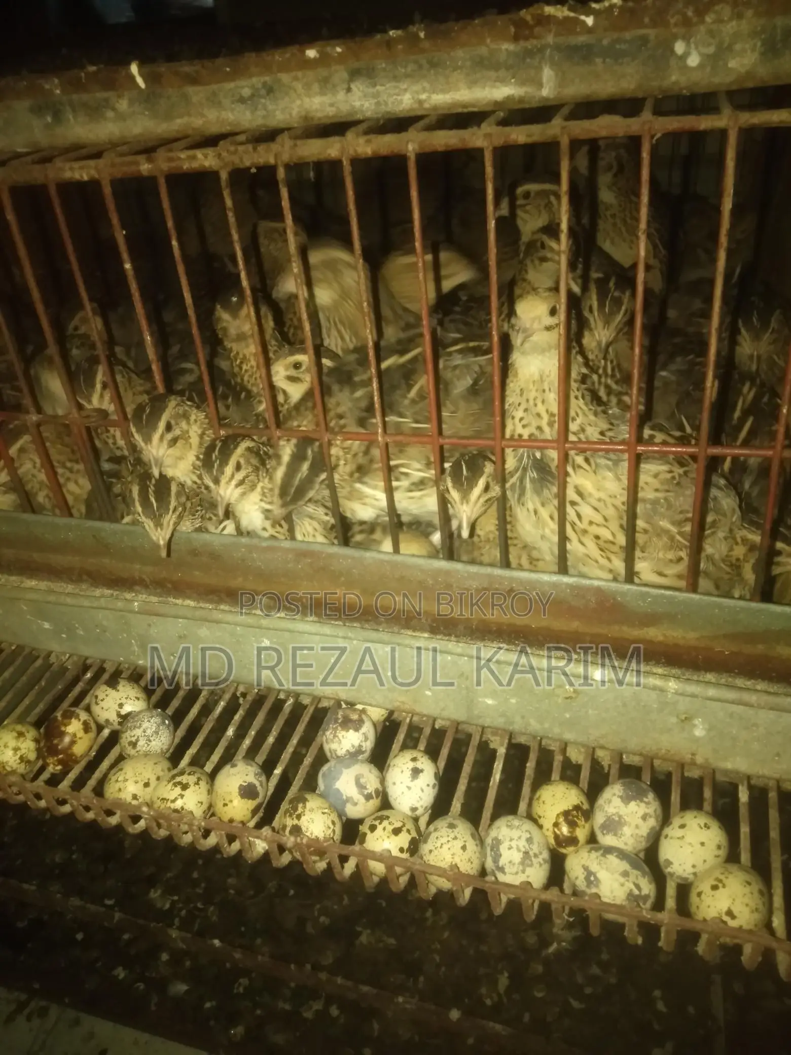 Quail Birds
