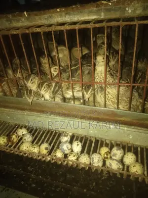 Quail Birds