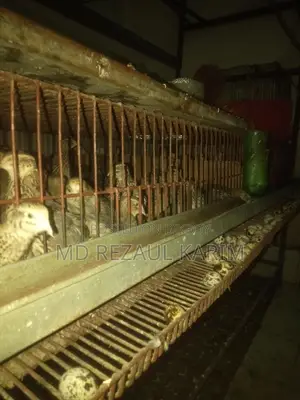 Quail Birds