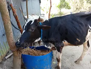 High-Quality Bull for Sale