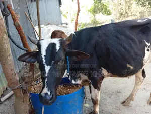 High-Quality Bull for Sale