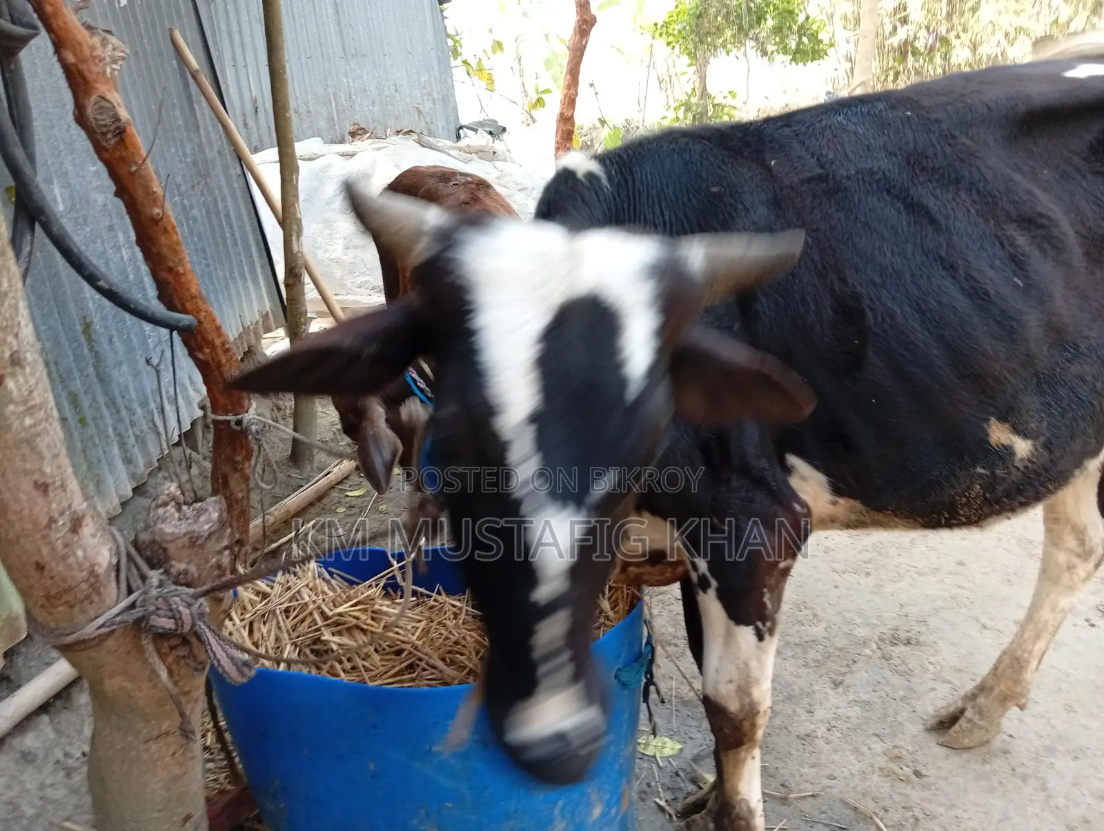 High-Quality Bull for Sale