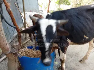 High-Quality Bull for Sale